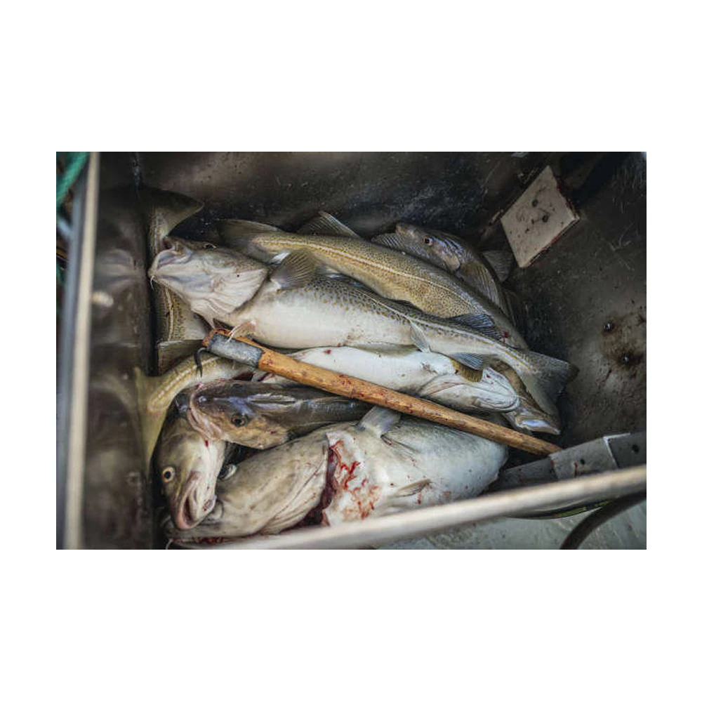 Fresh Atlantic Cod Fish Fillets Buy Online Wholesale Deal Manufacturer