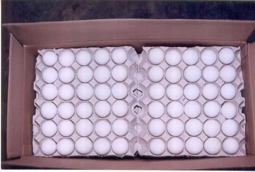 eggs02.jpg
