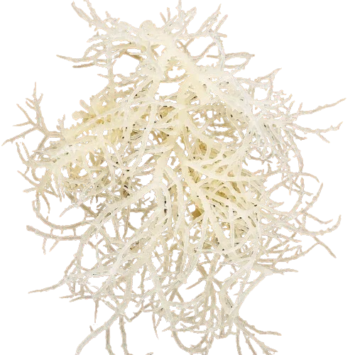 SEAWEED REPLACE GELATIN in FOOD/ RAW DRIED MARINE ALGAE for PRODUCING GUM GUMMY SNACK/ MARINE ALGAE USED AS CHEMICALS, MEDICINAL