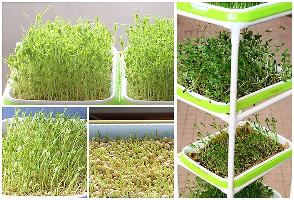 Kit Per Germinazione Semi - Vassoio Senza Suolo | Coltiva Germogli In Casa - Foto 6