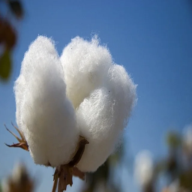 High Quality Organic Raw Cotton Raw Cotton Fiber Raw Cotton China - Buy ...