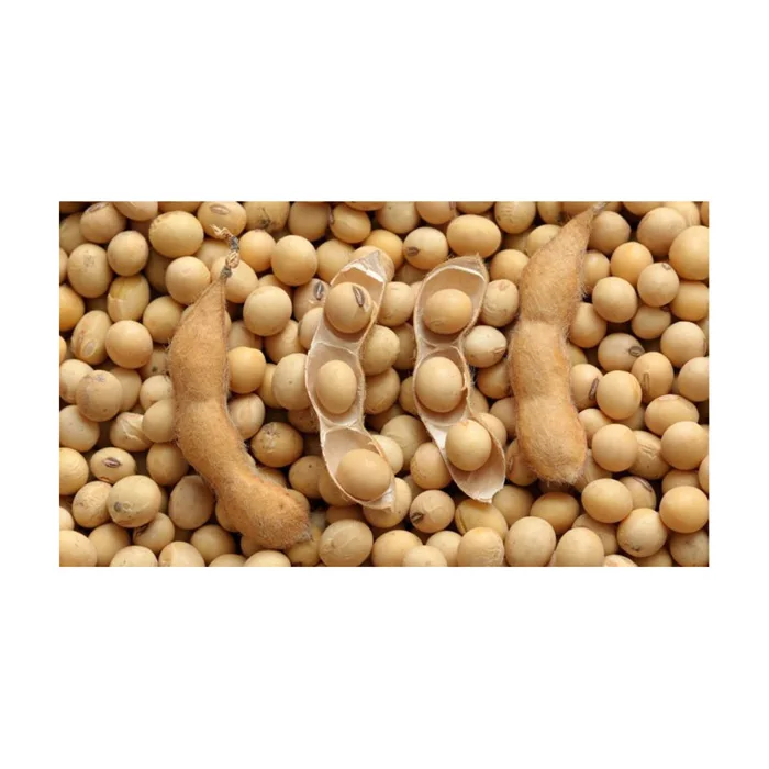50kg Bag Sprouting And Food Grade Dry Yellow Soybean Seed Non Gmo