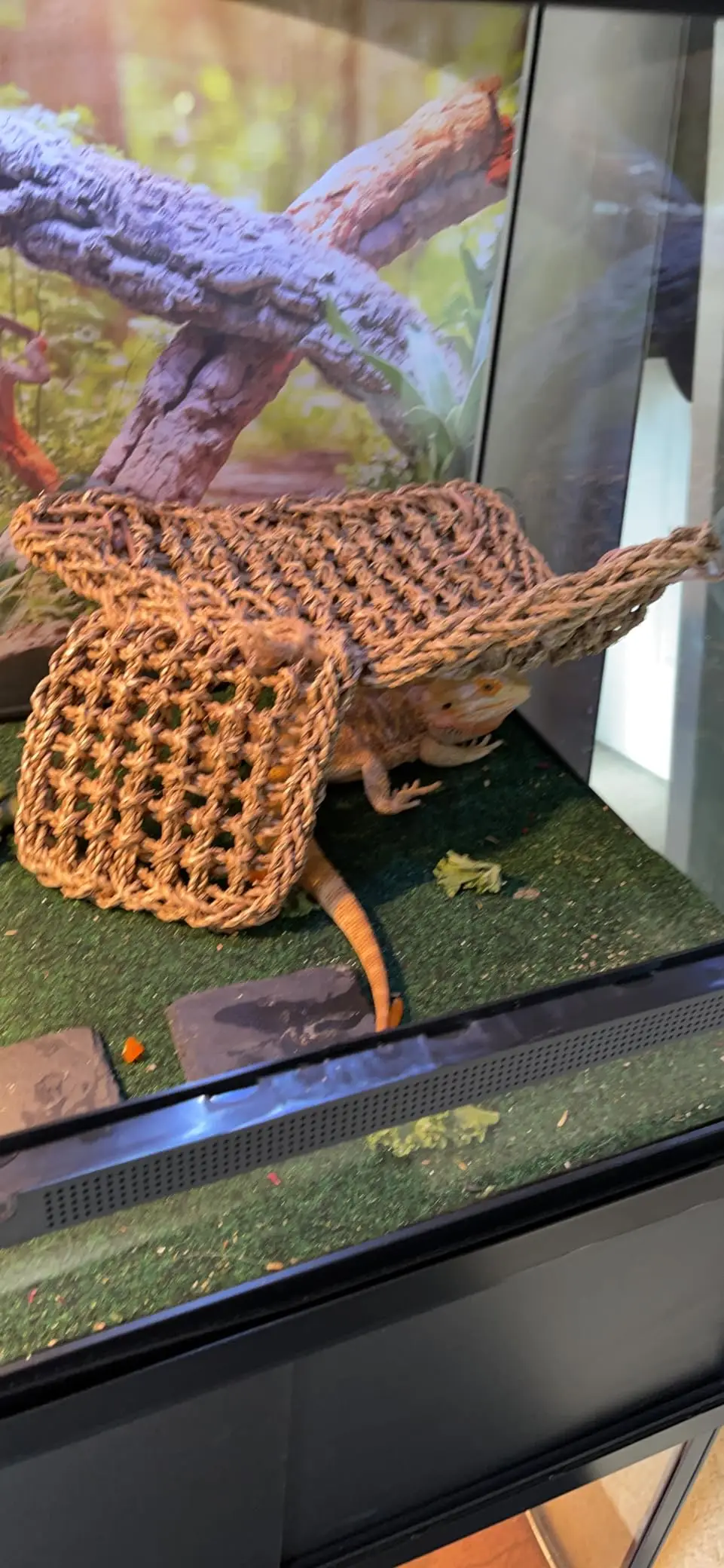 Hot Trend Lizard Lounger Corner Triangle With Ladder Reptile Hammock