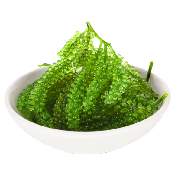 Sea Grape Extract Powder - Natural Source of Vitamins and Minerals