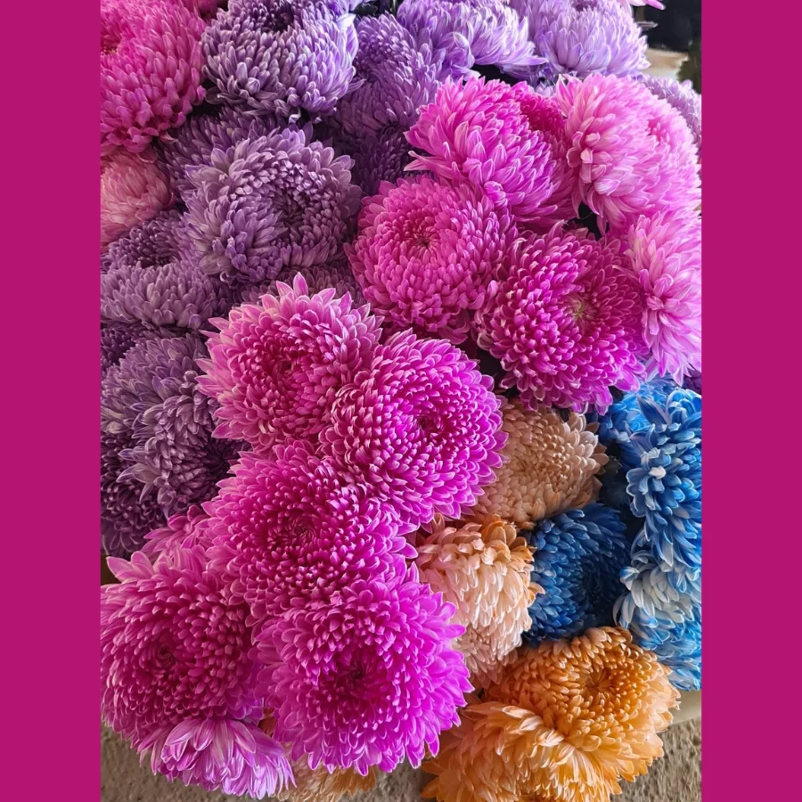 Peony Chrysanthemum Celebrating The Harmonious Union Of Two Iconic