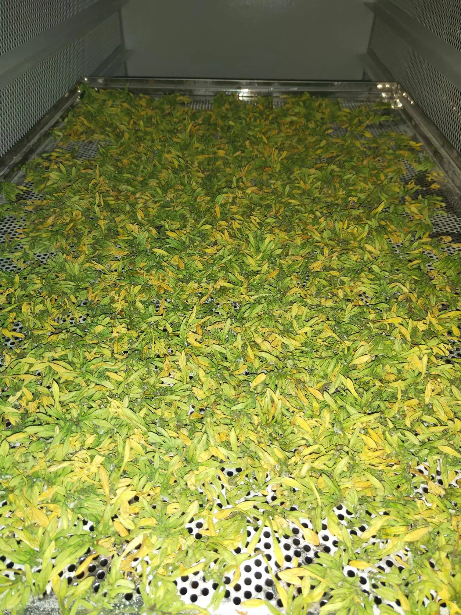 Pickled Fresh Male Papaya Flowers Male Dried Papaya Flowers Papaya