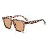 C3: Tortoise/ Brown