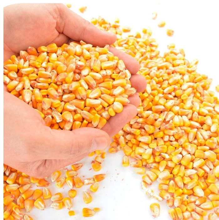Yellow Corn/ Yellow Corn for Human Consumption Non Gmo Yellow Corn/ Yellow Corn for Animal Feed Popcorn