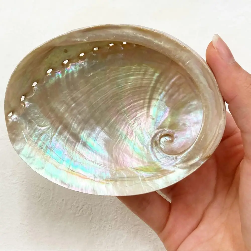 Lowest Price Abalone Sea Shells Large Seashells New Zealand Paua Shell From Vietnam Factory for Sage Smudge Kits