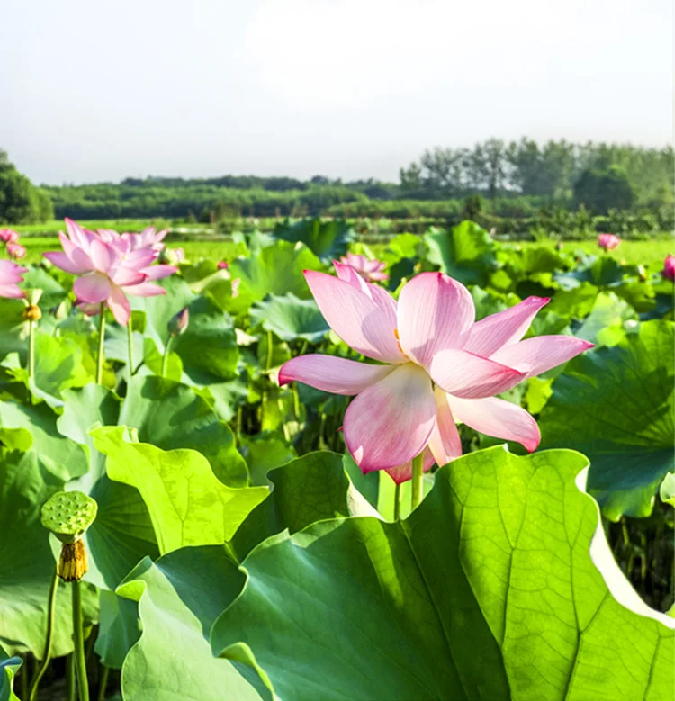 Hot Sale Good Quality Favourable Price Dried Red Lotus Flower Seeds For Export Buy Dried Red