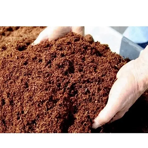 71XoYoBY+GL._SX522_ (1).jpg