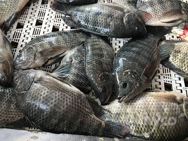 Hot Sale Seafood Tilapia Fish 500800g Buy Tilapia Fish Farming,Tilapia Fish Companies,Frozen