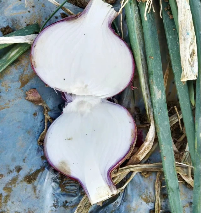 Свежий высококачественный лук поставщиков в Китае красный круглый свежий из на складе год