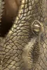 Pulir