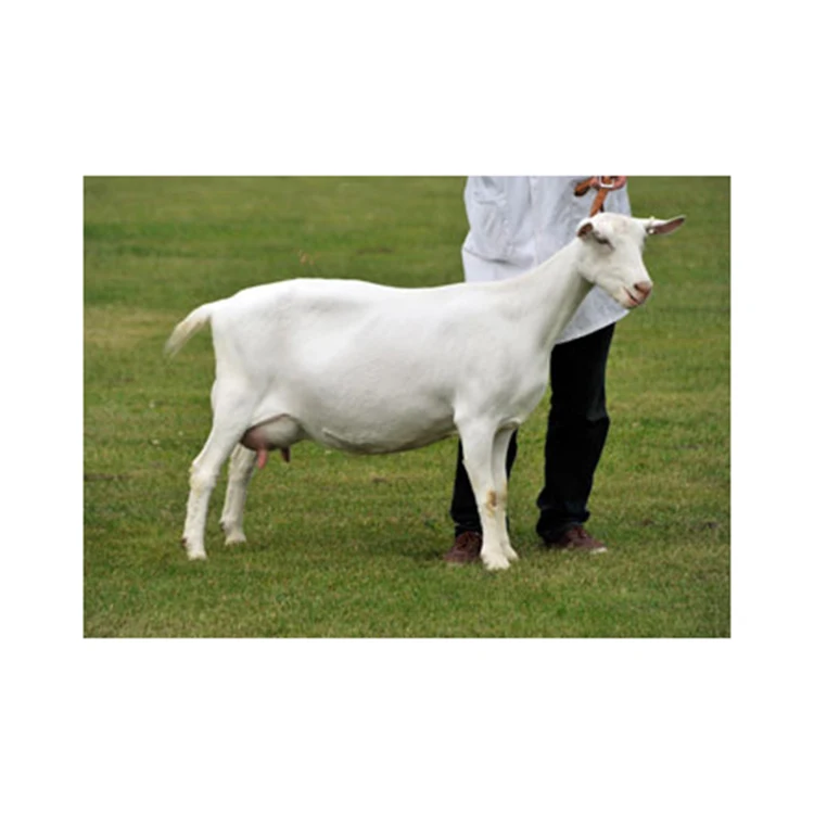 White Saanen Goats And Alpine Goats Wholesale At Low Price Sheep,Cows ...