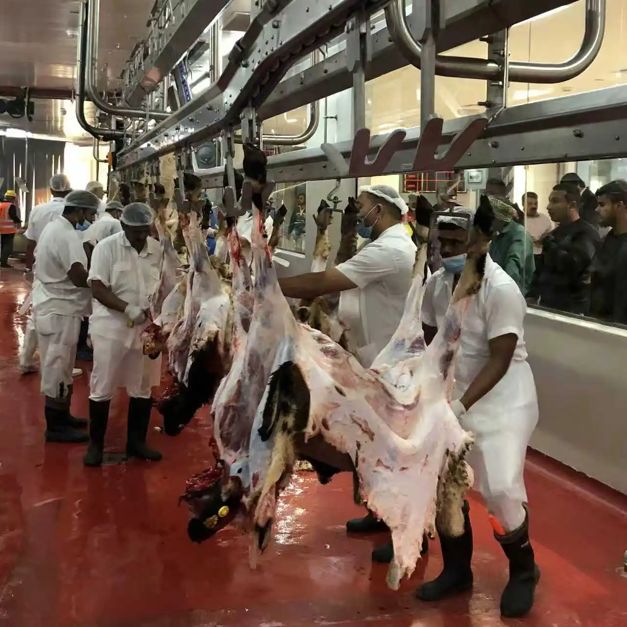 Halal Sheep and Goat Slaughtering Line at Halal Compliant Slaughterhouse