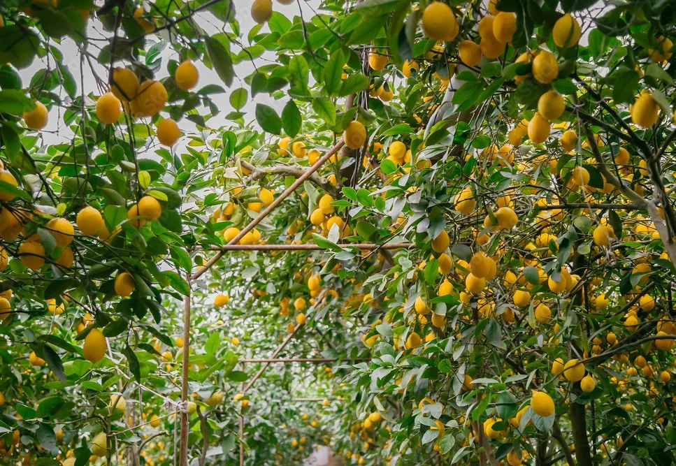 Best Grade Lemon Fruit