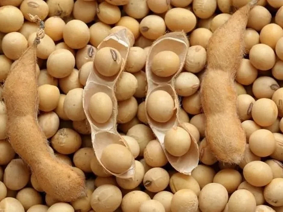High Quality Soybeans Nongmo Soya Beans 100 Organic At Wholesale