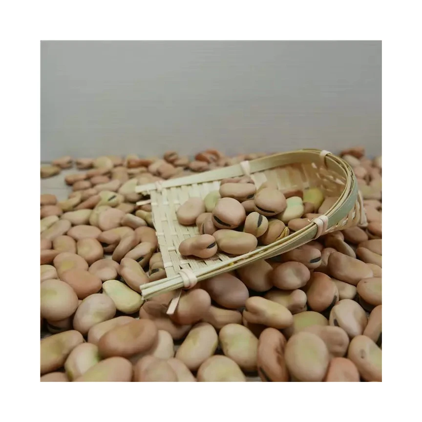 HIGH QUALITY ETHIOPIAN FABA / Fave BEANS BROAD BEANS horse beans FOR SALE