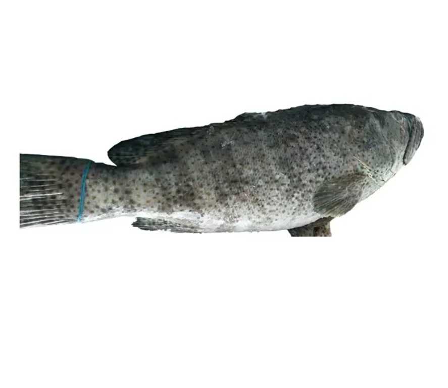 Fresh / Frozen Grouper Fish Buy Frozen Grouper,Frozen Hairtail Fish