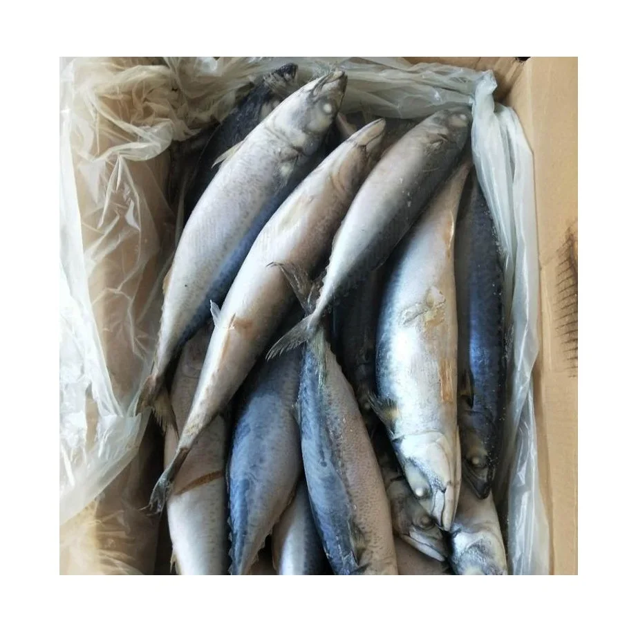 Spanish Horse Mackerel Price Fresh Catch Frozen Pacific Mackerel Fish
