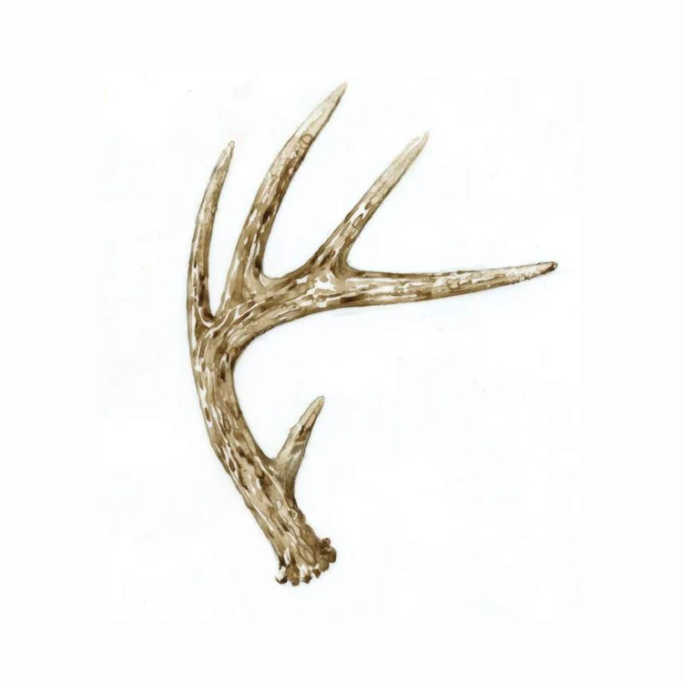 鹿の角の装飾品 Amazon.co.jp: 樹脂製フェイク鹿の頭 角 壁掛け装飾、アート剥製