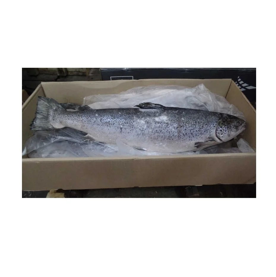 Оптовая продажа замороженных рыб лосося/Тихоокеанского лосося