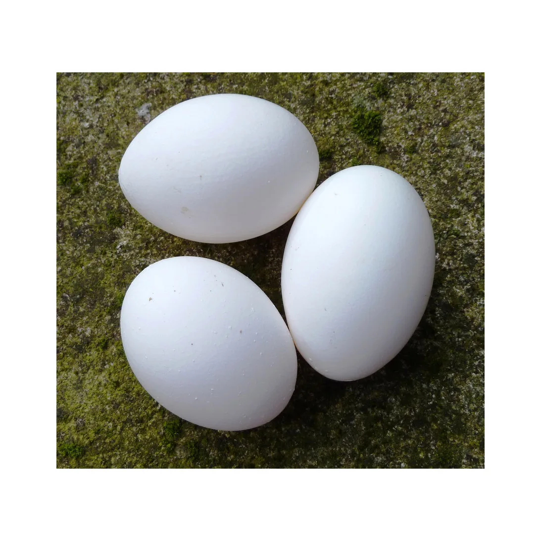 Cheap Farm Fresh White Shell Chicken Eggs Table Eggs Organic Fresh