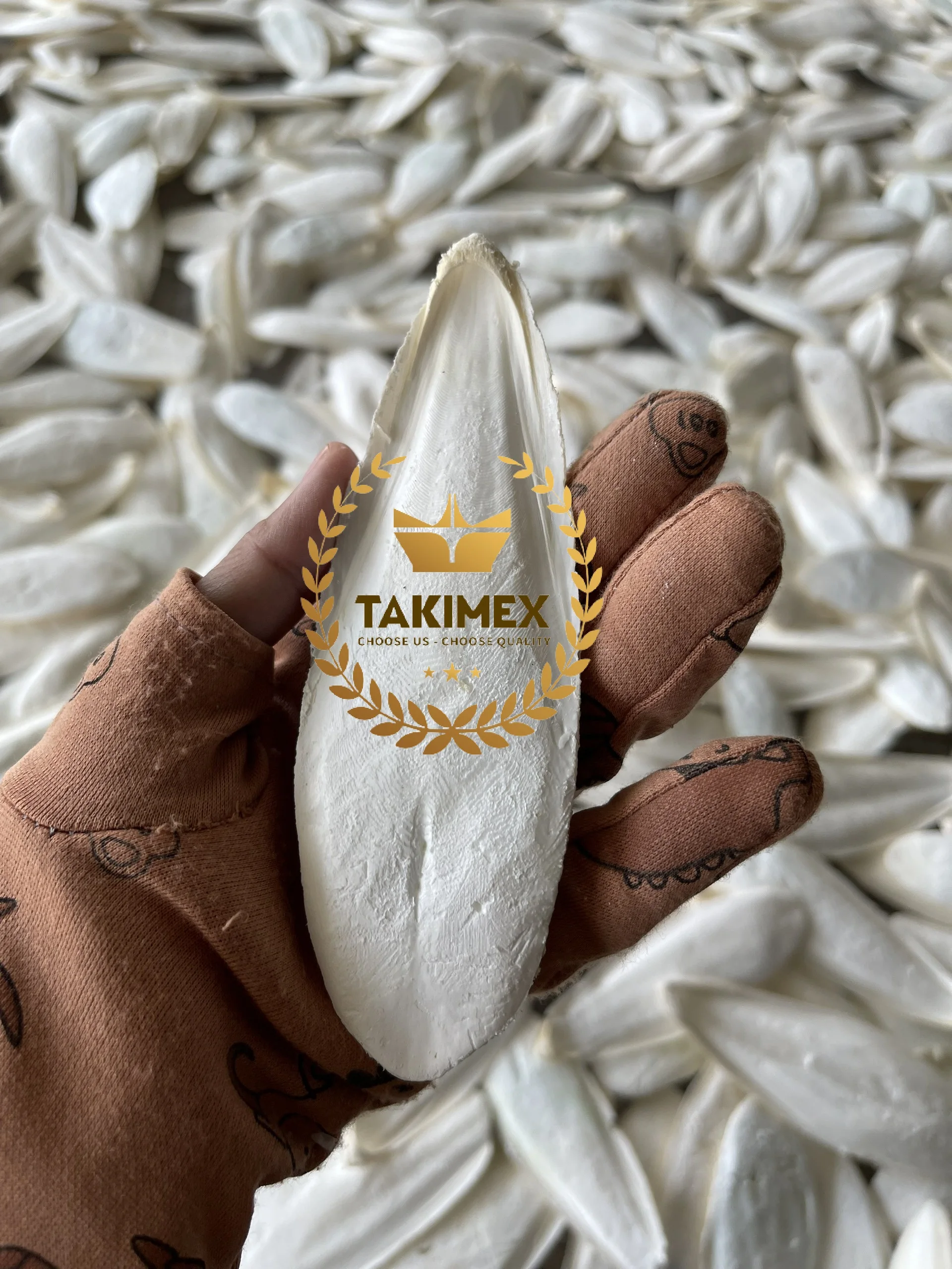 High Quality Dry Cuttlefish Bone Cuttlebone Os De Seiche Cuttle Fish