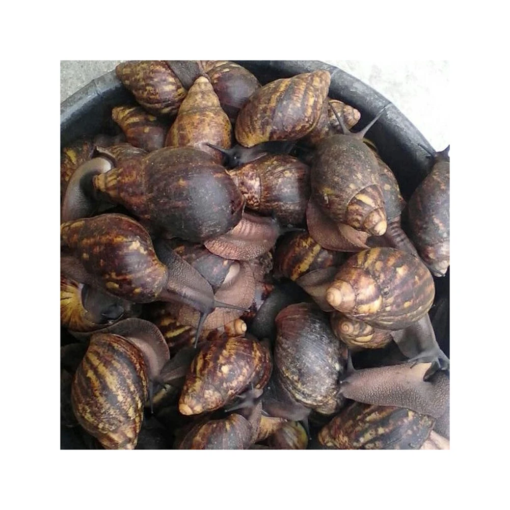 Fresh African Giant Snails/processed Alive Frozen Dried,Fresh Snails ...