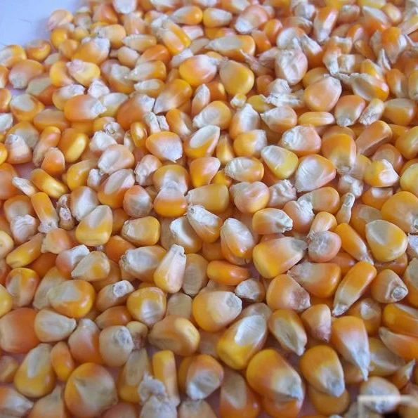 Dried Yellow Maize Corn GMO for Human Consumption