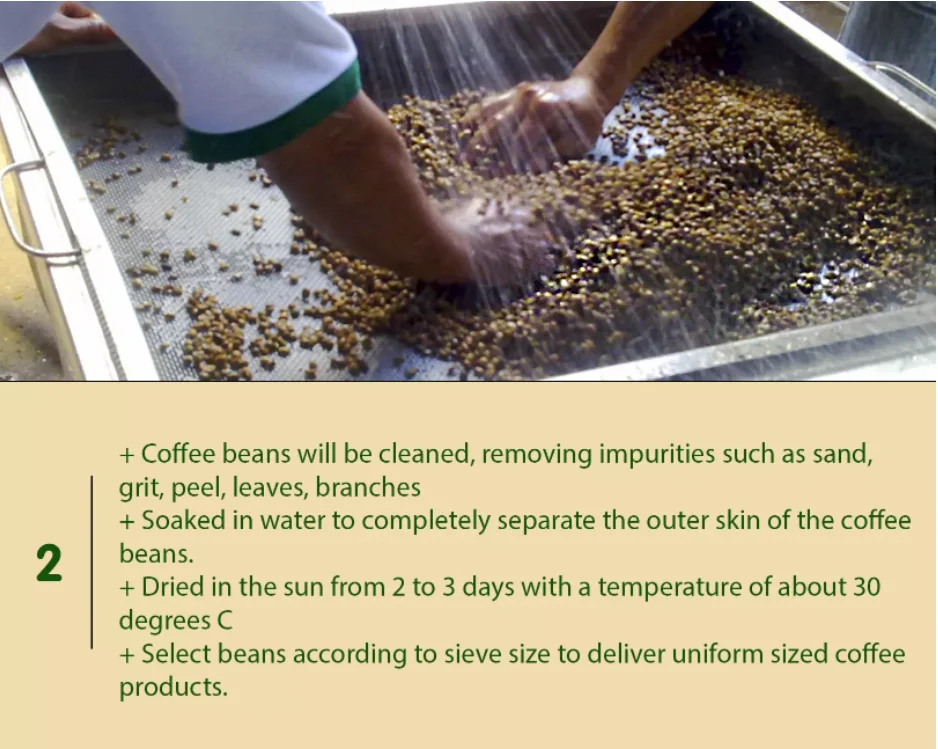 Vietnam Export Standard Arabica S16 Green Coffee Beans Wholesale