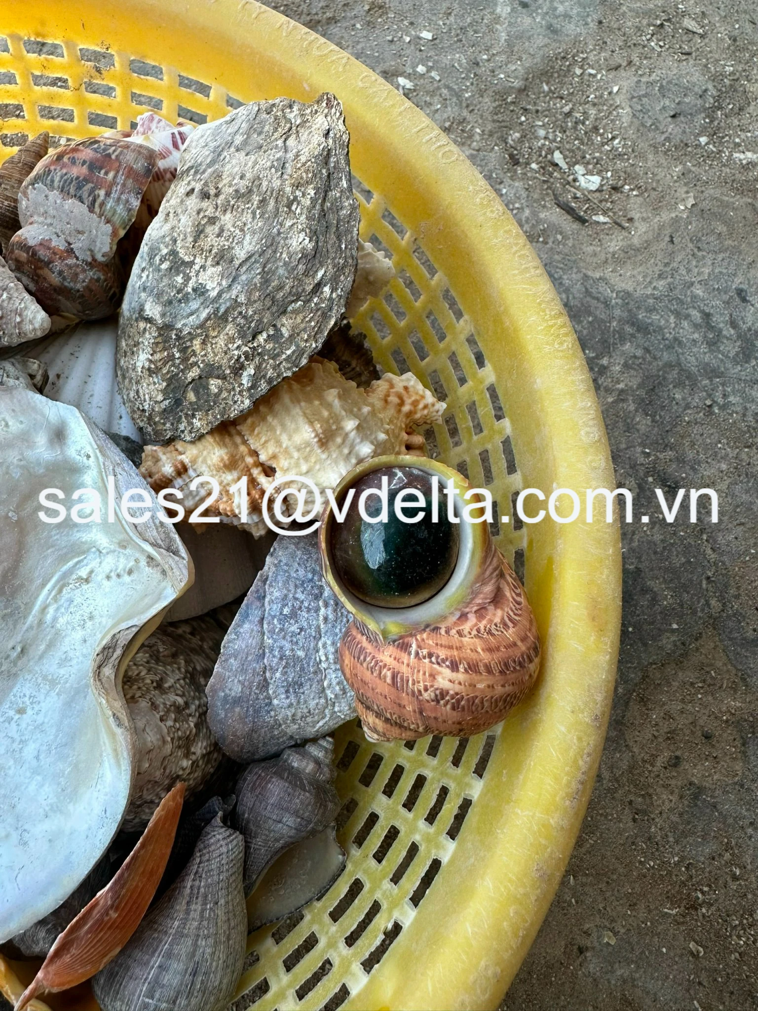Hermit Crab Shells, Seashell in Various Sizes-Great for Shell Swapping and Creative Crafting/ Ms. Lima