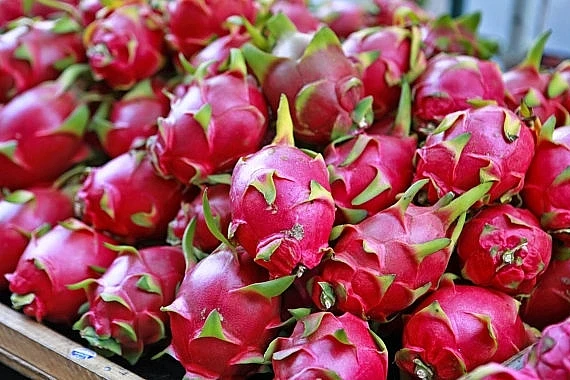 100% натуральный сладкий фрукт дракона-оптовая продажа свежих/замороженных фруктов дракона с белой/красной мякотью с фермы Вьетнама