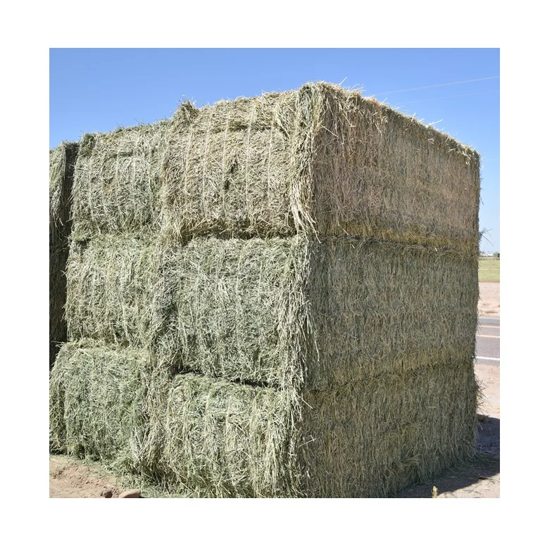 Natural Cattle Alfalfa Hay Animal Feed For Sale Buy Alfalfa Hay For Animal Feed Alfalfa Hay