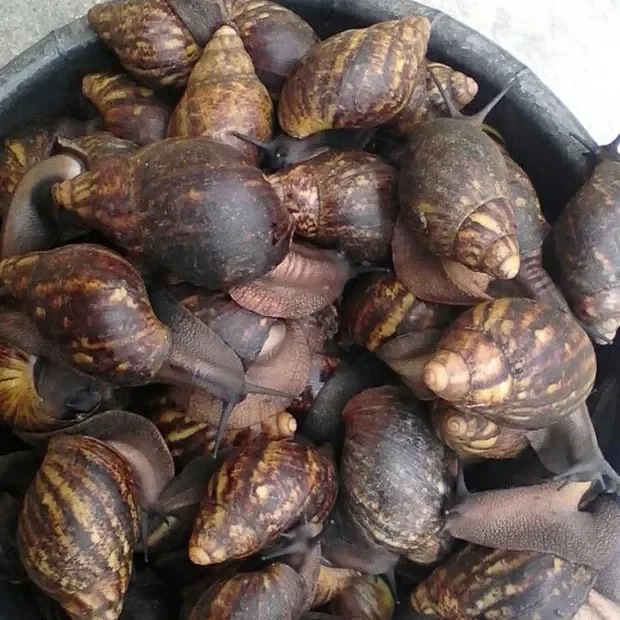 Frozen Escargot Seafood And Land Meat Snail Meat African Quality Buy