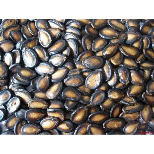 Price for Export Watermelon Seeds Kernel