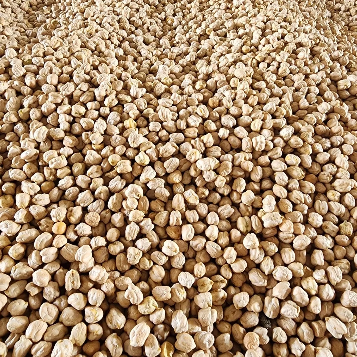 Нут кабули горох хорошего качества доступен для экспорта