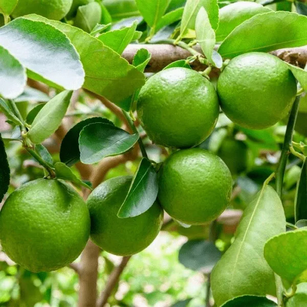 Fresh Lime Seedless Fruit From Vietnam Fresh Lime Fresh Green Lemon