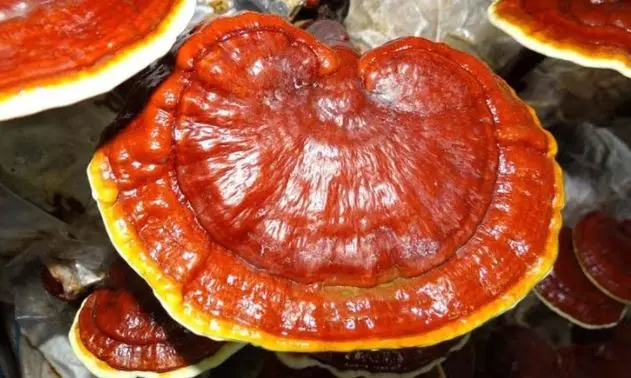 High Quality Dry Reishi Mushroom (Lingzhi) Competitive Price From Vietnam