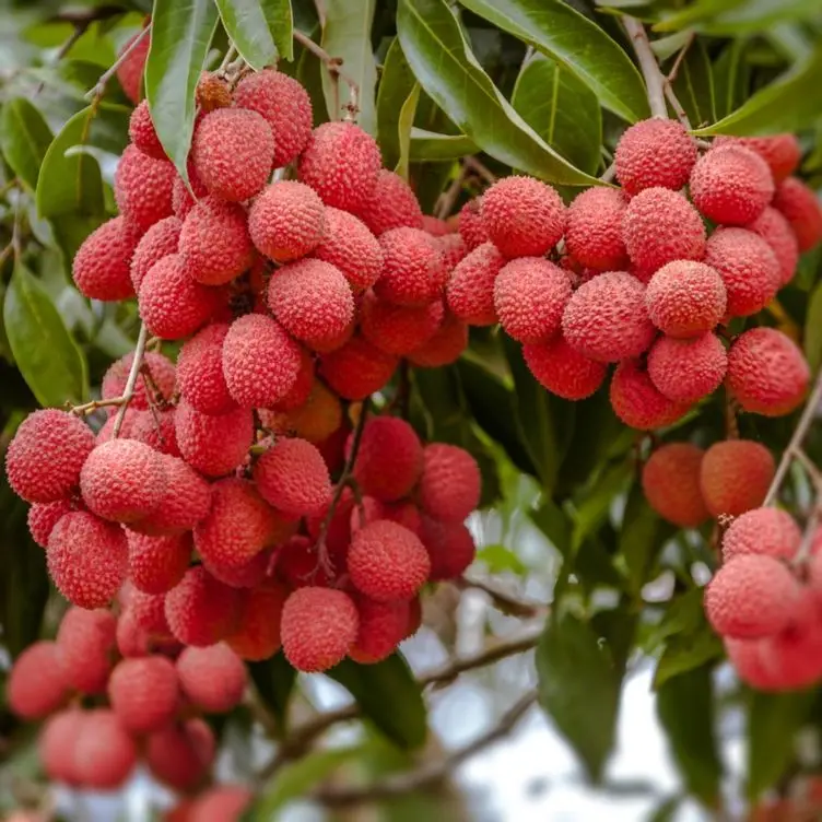 Fresh Lychee Grade 1 Vietnam Lychee Buy Fresh Lychee Litchi Import