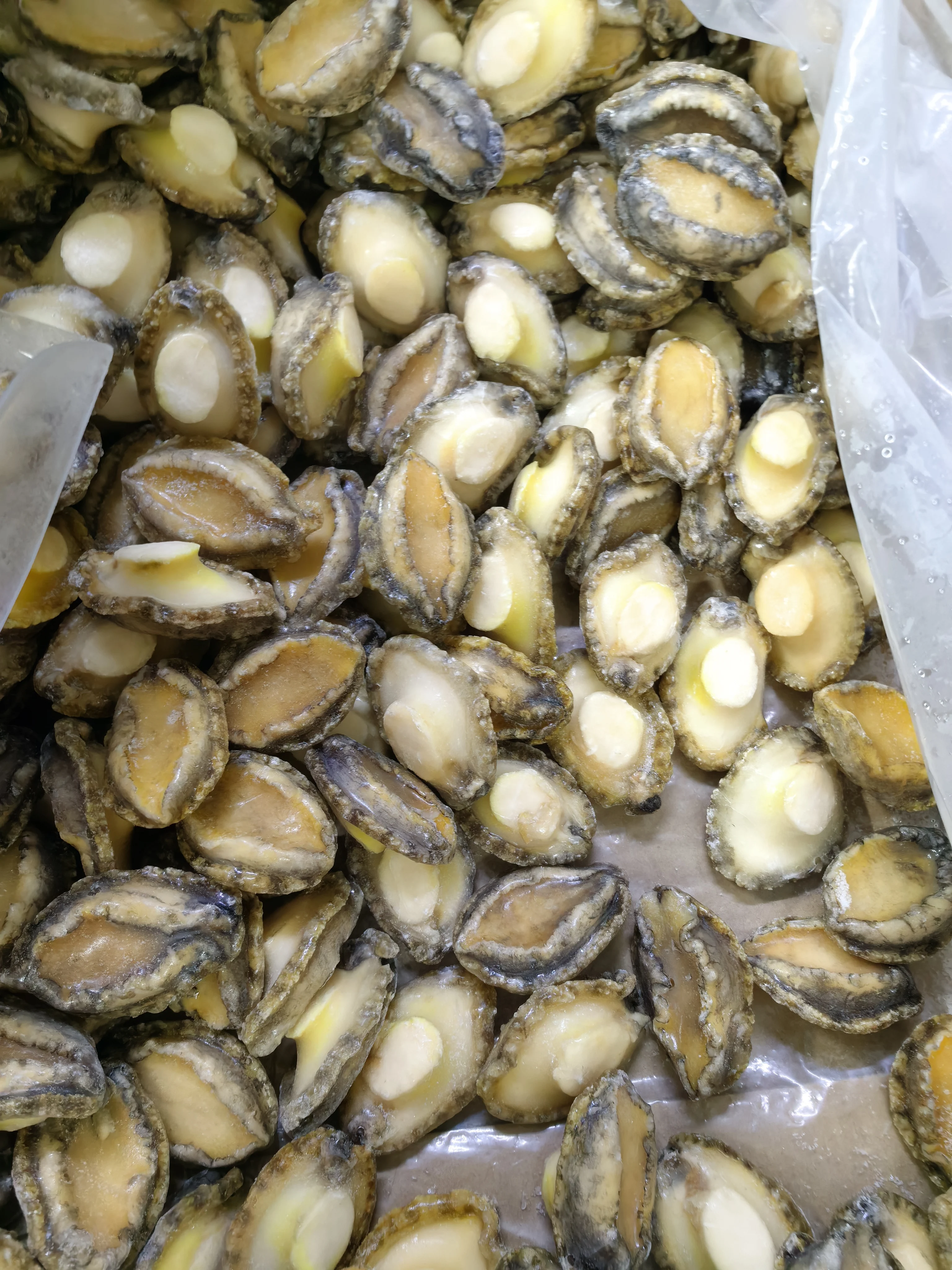 Frozen Shell Alibaba.com: Competitive Frozen Abalone Shell-off IQF Boiled Abalone ...