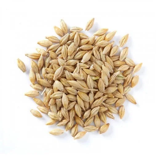 Barley Grain That Is Freshly Packed In Whole Barley At Very Attractive