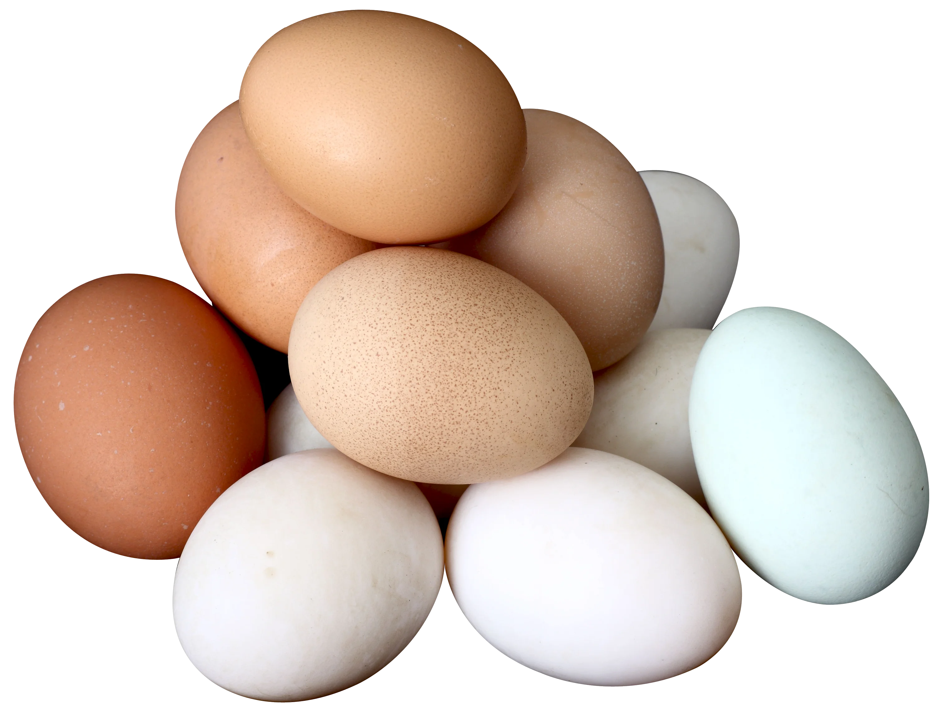 Купить яйцо детям. Яйцо куриное. Яйцо куриное на белом фоне. Курица с яйцами. Яйцо без фона.