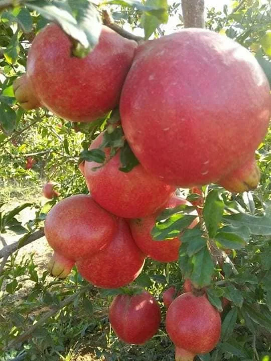 Свежий