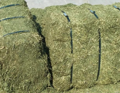 Great Quality Alfalfa Hay/Timothy Hay Green Color High in Fiber