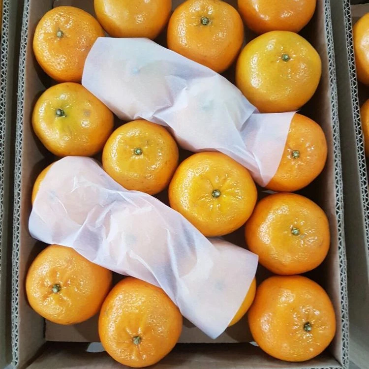 orange 11.jpeg