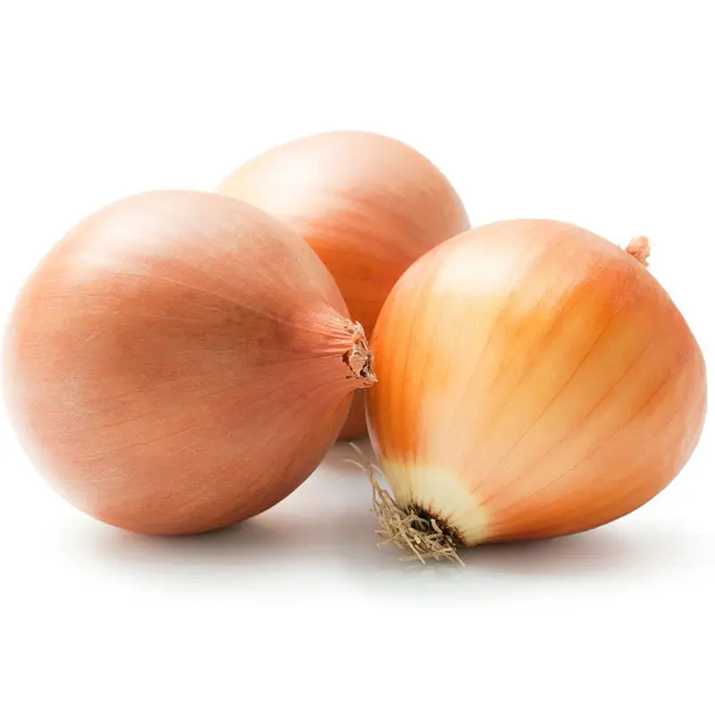 Top Selling Super Quality Fresh Onions New Crop Red Onion at Wholesale Price from Austria