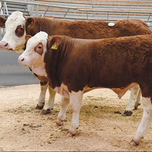 Hot Selling Price Of Simmental Cow & Bull Cattle Live Cattle In Bulk