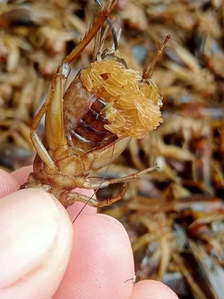 Dried Mealworm Crickets Freeze Crispy Crickets Dried Crickets With Bulk